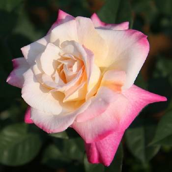 Роза чайно-гибридная ‘Belle Perle’